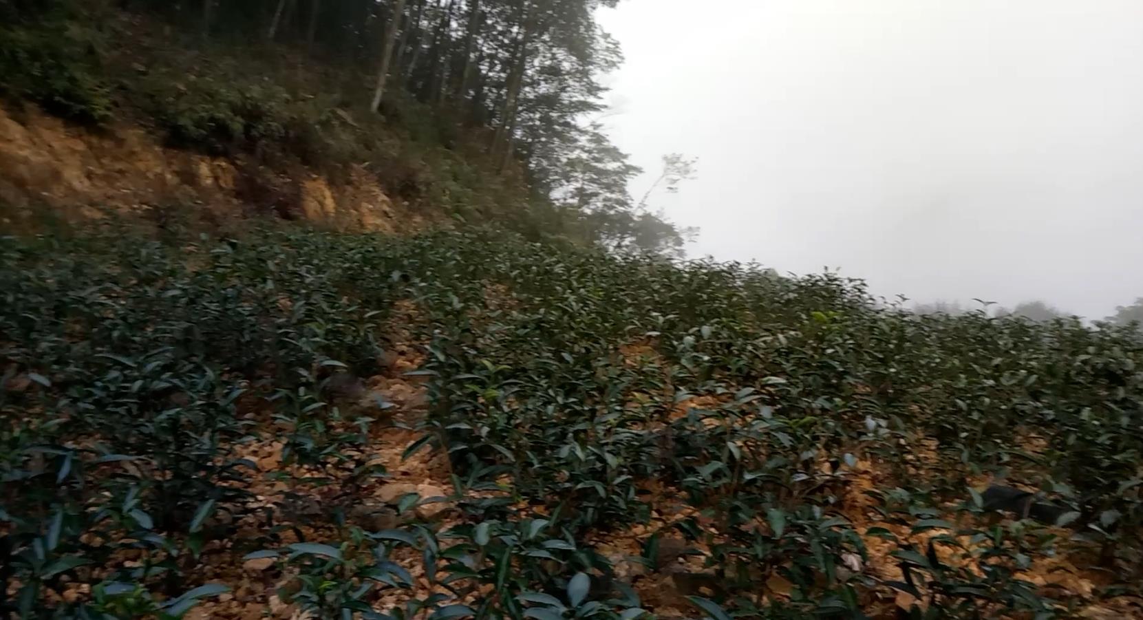 丰顺县洋西坑关爷顶的原生态高山茶园