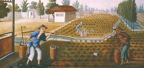 清代时期，中国茶农种植茶叶的场景