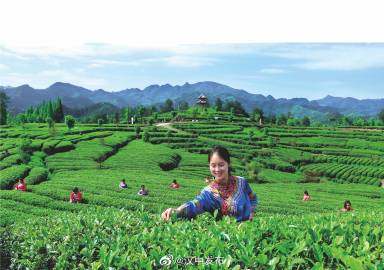 汉中成为西北地区最大的茶产业基地 