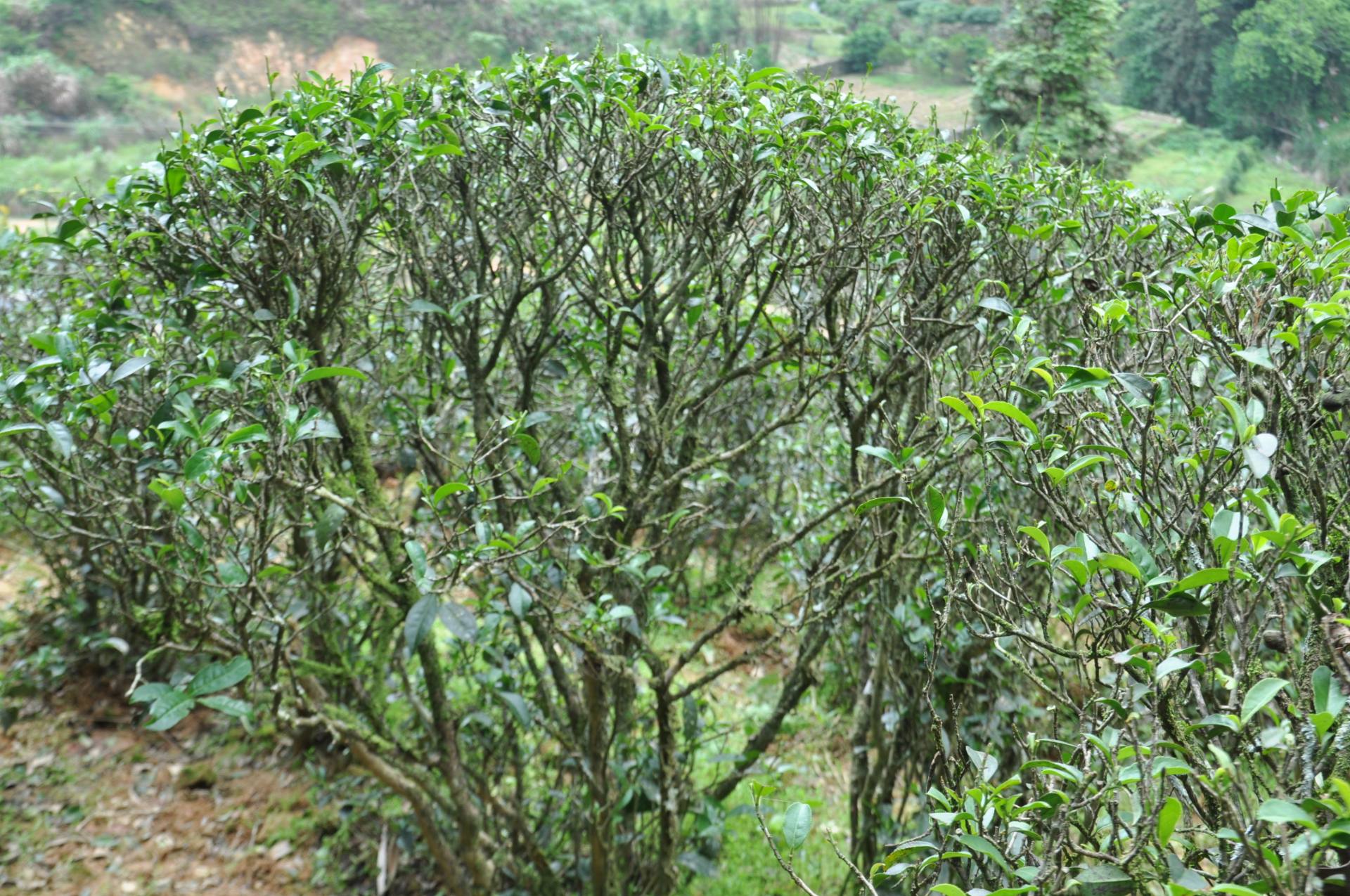 千米高山，百年茶香——简述丰顺县洋西坑村